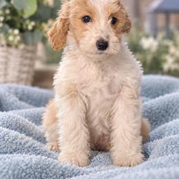 Apollo - Parti male Goldendoodle puppy in Milton, Florida from Sutton Place Doodles