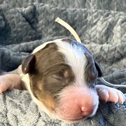 Lt. Blue Collar Boy - Brown male Poodle puppy in Huntsville, Alabama from Flint River Poodles
