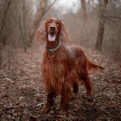 Irish Setters from Hocus Pocus Irish Setters