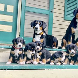 Entlebucher Mountain Dogs from Dyberry Creek Farm