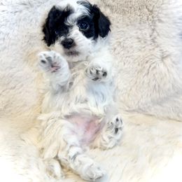 Goldendoodle and Maltipoo Puppies from Wish Locket Pups