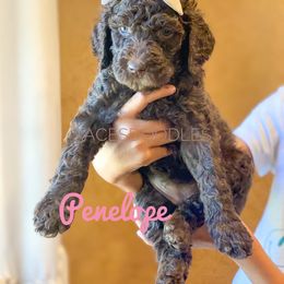 Goldendoodle Puppies from Dream A Little Doodle