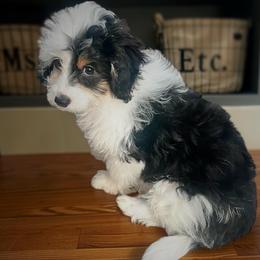 Marshmallow - Black tri-color male Aussiedoodle puppy in Houston, Texas from Jomelkin Furry Pals