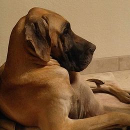 Great Dane Puppies from DaneDreams