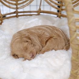 Boy 1 - Red male Aussiedoodle puppy in Pomona, California from Socal Aussiedoodles