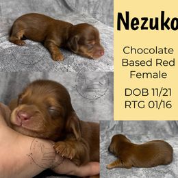 Nezuko - Chocolate female Dachshund puppy in Denham Springs, Louisiana from Rockin’ with Dachshunds