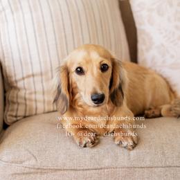 Sadie - Dachshund
