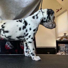 Hela - White and black Dalmatian puppy in Richmond, Virginia from Darrfield