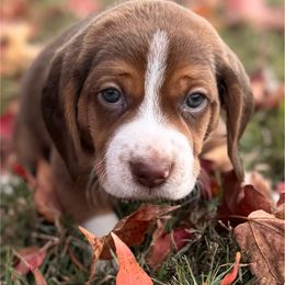 Felix - Brown white and tan male Beagle puppy in Rogersville, Missouri from Hales Little Beagle Haven