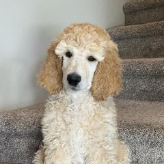 Poodles from Stylish Standards