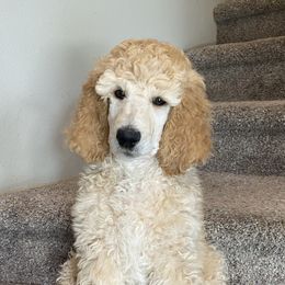 Poodles from Stylish Standards