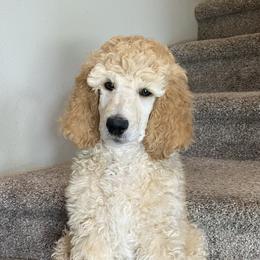 Poodles from Stylish Standards