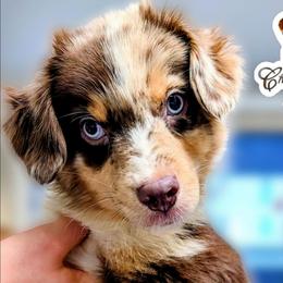 Parzivol - Red merle male Miniature Australian Shepherd puppy in Punta Gorda, Florida from Christie's Creekside Aussies