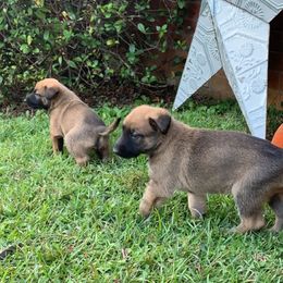 Belgian Malinois and Working Cross Puppies from L G Kennels