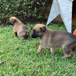 Belgian Malinois and Working Cross Puppies from L G Kennels