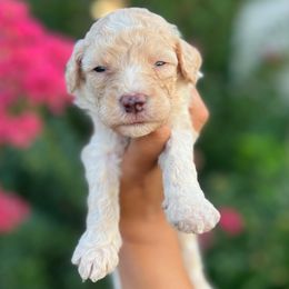 Sirius - Apricot male Goldendoodle puppy in Philadelphia, Pennsylvania from Philly's Designer Doodles