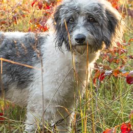Goldendoodles from Ouachita Gold Diggers