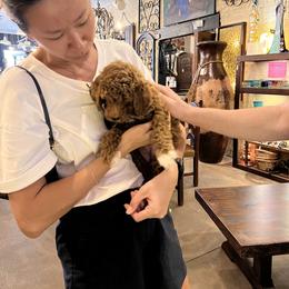Goldendoodle Puppies from Labradoodleday