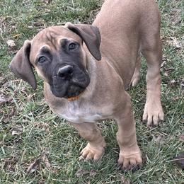 Male- Orange Collar - Red male Boerboel puppy in Flemingsburg, Kentucky from Aussgardian Boerboels