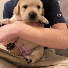 Charm - Yellow male Labrador Retriever puppy in Canton, Georgia from Dukes Retirevers