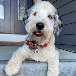 Luna - Bernedoodle