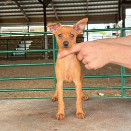 Girl 2 - Red female Miniature Pinscher puppy in Claypool, Indiana from Valjalu’s Minianture Pinschers
