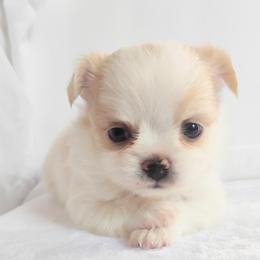 Everest - Cream and white male Chihuahua puppy in Wayland, Michigan from MI Chihuahua