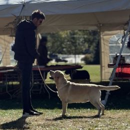 Harrison- Harry - Labrador Retriever
