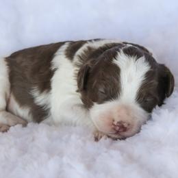 Girl 2 - female Labradoodle puppy in Crete, Nebraska from Doodles & Co