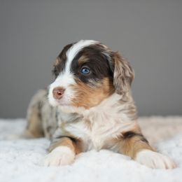 Velvet - Merle female Bernedoodle puppy in Caldwell, Idaho from Boise Doodle Co.