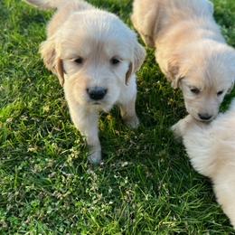 Golden Retriever and Labrador Retriever Puppies from Abels Envy Retrievers