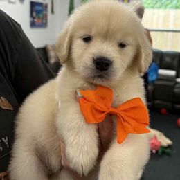 Girl orange - Golden female Golden Retriever puppy in Edgerton, Wisconsin from ERSA Acres Golden Retrievers...limited registration only offered
