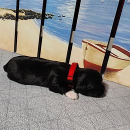 Boots - Black and white female Shichon puppy in Imperial, Missouri from Shichon Teddybear  puppies of Miss