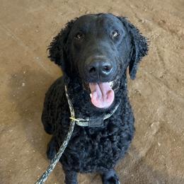 Curly-Coated Retriever All Grown Up from Elflock Curlies