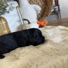 Winslow - Black and white male Cockapoo puppy in Lafayette, Louisiana from Kinkade Kennels