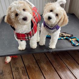 Goldendoodle Puppies from Happy_Tails_by_TJ