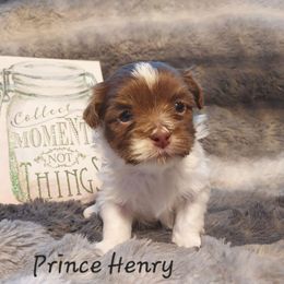 Henry - Chocolate male Havanese puppy in Hall County, Texas from Coyle Havanese Babies
