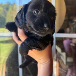 Franny - Black female Dachshund puppy in Westport, Kentucky from Lonestar Creek Farm