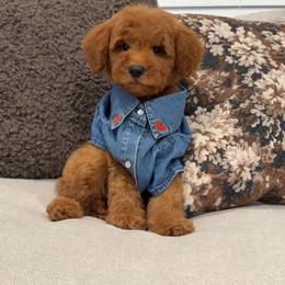 Tucker - Red  male Goldendoodle puppy in Anaheim, California from Cuddle Bear Doodles