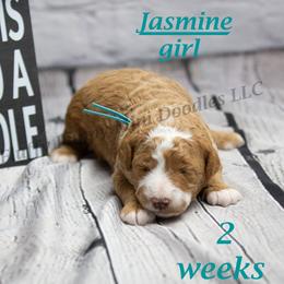 Jasmine (Light Blue Collar) girl - Red  female Goldendoodle puppy in Corona, California from Fluffy Puppy Mini Doodles LLC