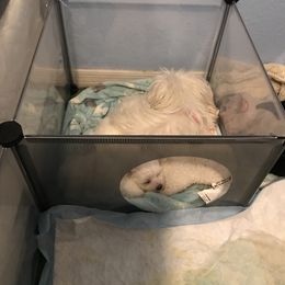 Maltese Puppies from Emotional Amor Support
