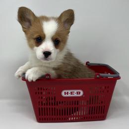 Winter - Red female Pembroke Welsh Corgi puppy in Waco, Texas from The Comma Corgis