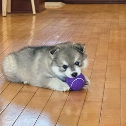 Frankie - Wolf sable male Pomsky puppy in Doon, Iowa from Luxury Pomsky