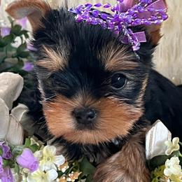Punkin - Blue and gold female Yorkshire Terrier puppy in Darrington, Washington from Seven Cedars Yorkies