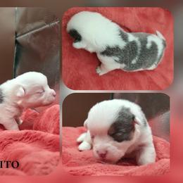 Tito - Blue male Pembroke Welsh Corgi puppy in Charleroi, Pennsylvania from Twilight Hollow Corgis