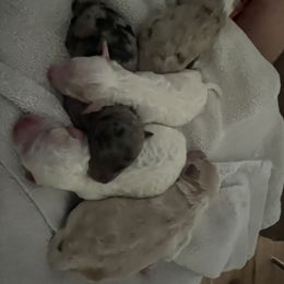 Aussiedoodle Puppies from Creek Bend Farm