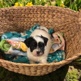 Kona - Black and white male Shihpoo puppy in Murphy, North Carolina from Christina’s Puppy Utopia