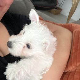 West Highland White Terrier Puppies from CC Leslie’s Westie’s
