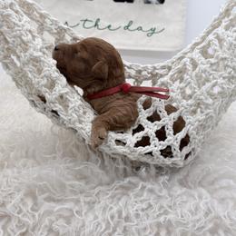 Red Nova - Red  female Goldendoodle puppy in Cincinnati, Ohio from KSchott Kennels