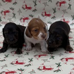 Bow - Brindle female Dachshund puppy in Porterville, California from Desert Dynasty